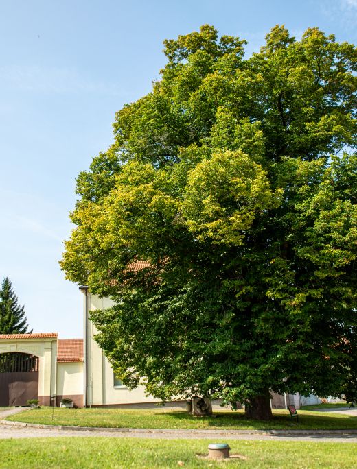 Statek Přední Kopanina - Památný strom na Hokešově náměstí