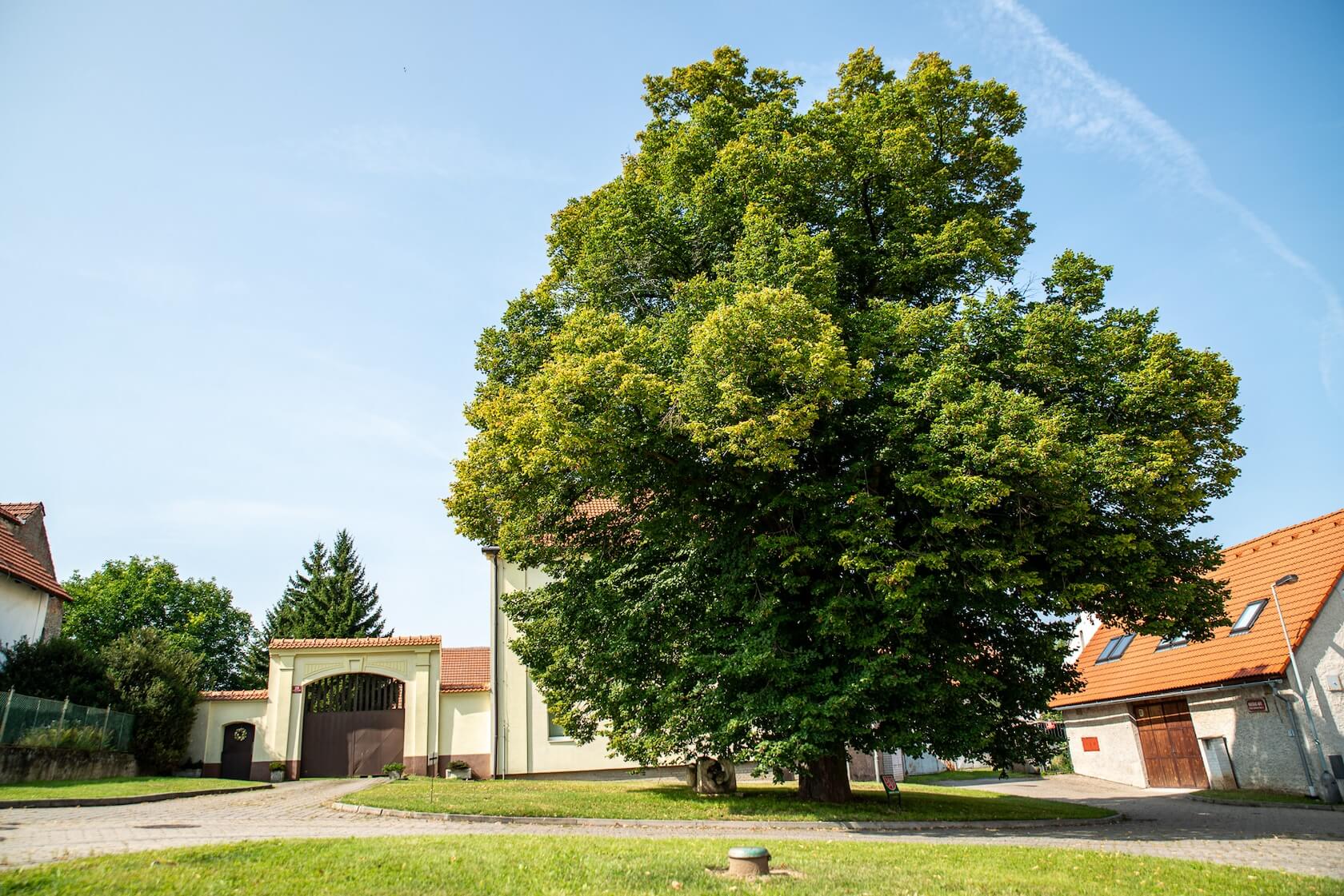 Kousek přírody u Vás doma
